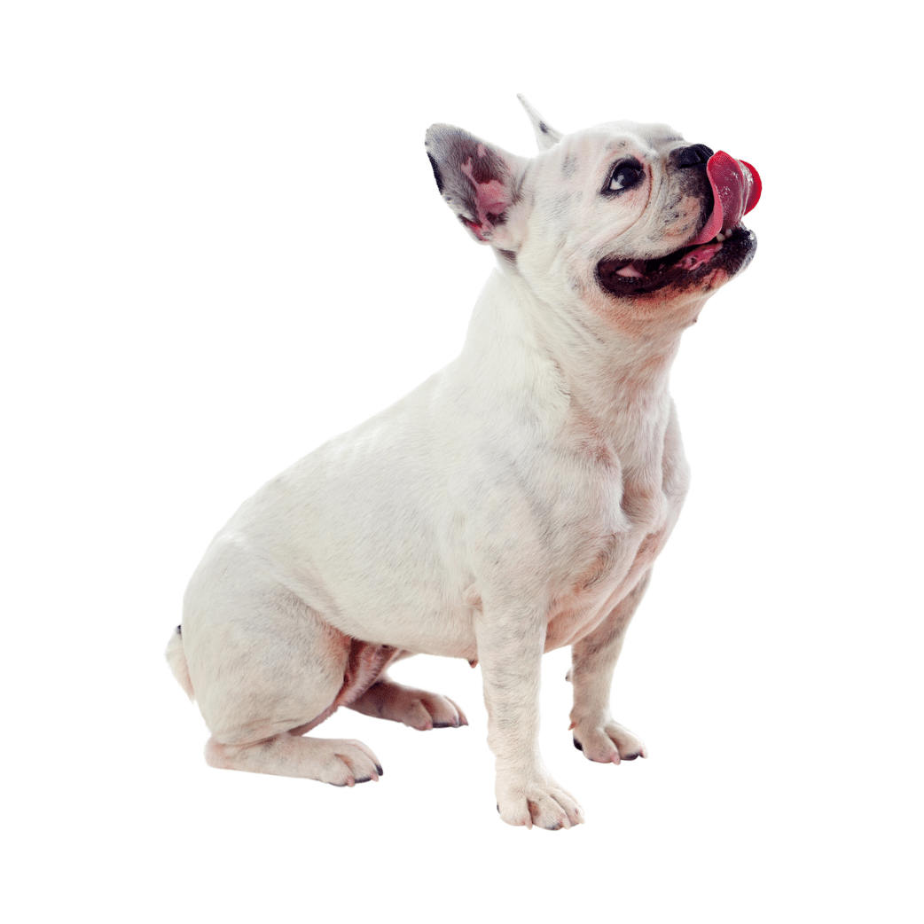 Mobile Dog Groomers Pretoria